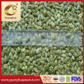 Hot Sale Shine Skin Pumpkin Seed Kernel New Crop